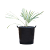 Bismarckia Nobilis