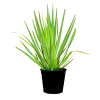 Dragon Tree for Sale