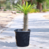 Pachypodium lamerei for sale