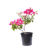 bougainvillea for sale