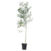 moringa