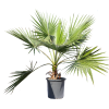 Washingtonia Robusta Mexican Fan Palm