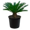 Cycas Revoluta