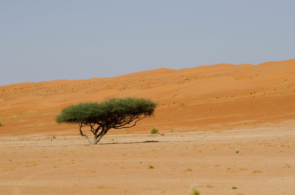 Native Plants of the UAE: A Rich Biodiversity Explored - Zar34