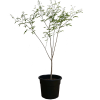 Baobab for Sale | Adansonia Perrierii