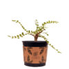 Boswellia neglecta 2