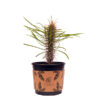Didierea Madagascariensis