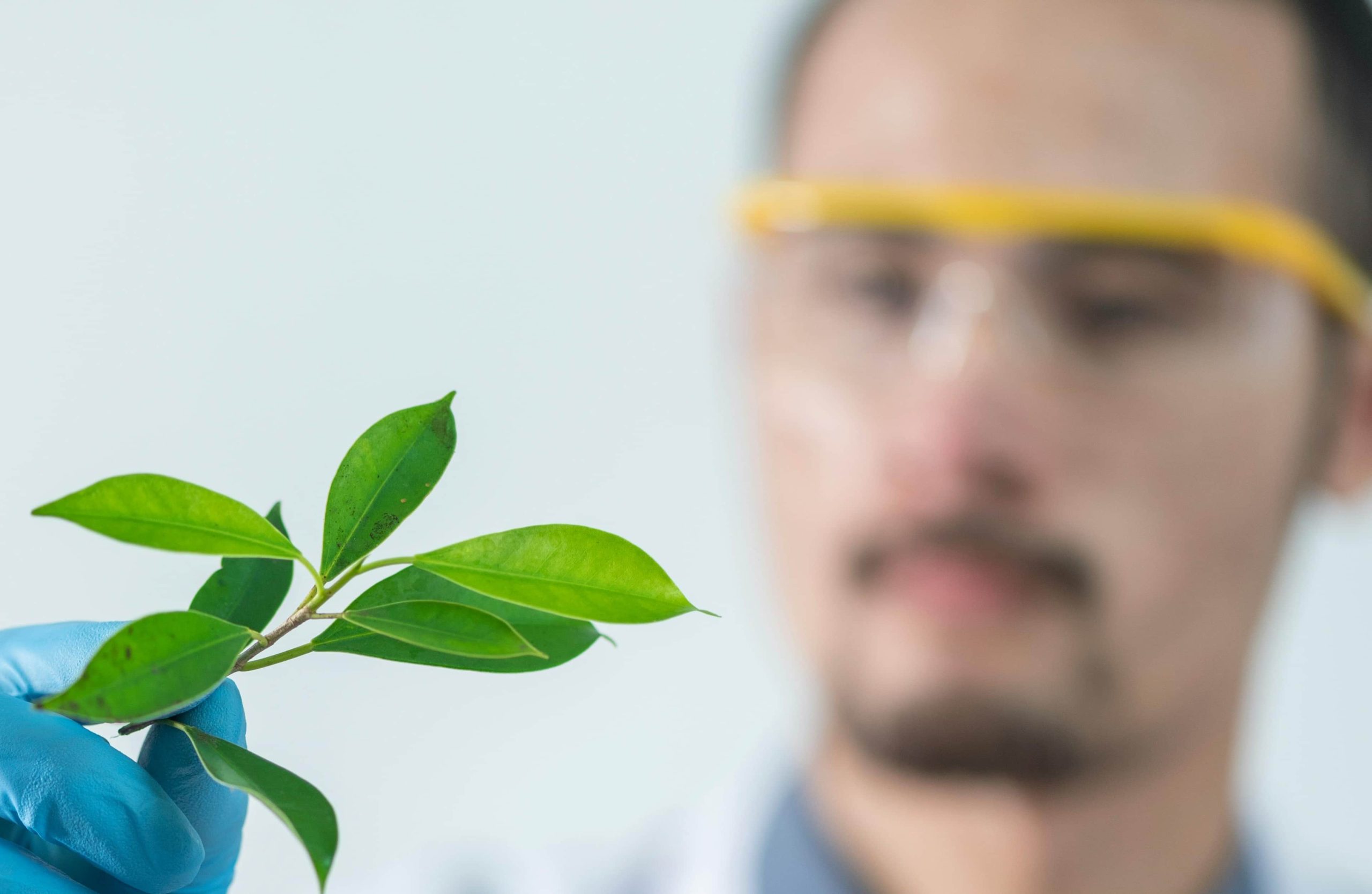 Plant Doctor Online In Dubai Plant Doctor Online In Dubai